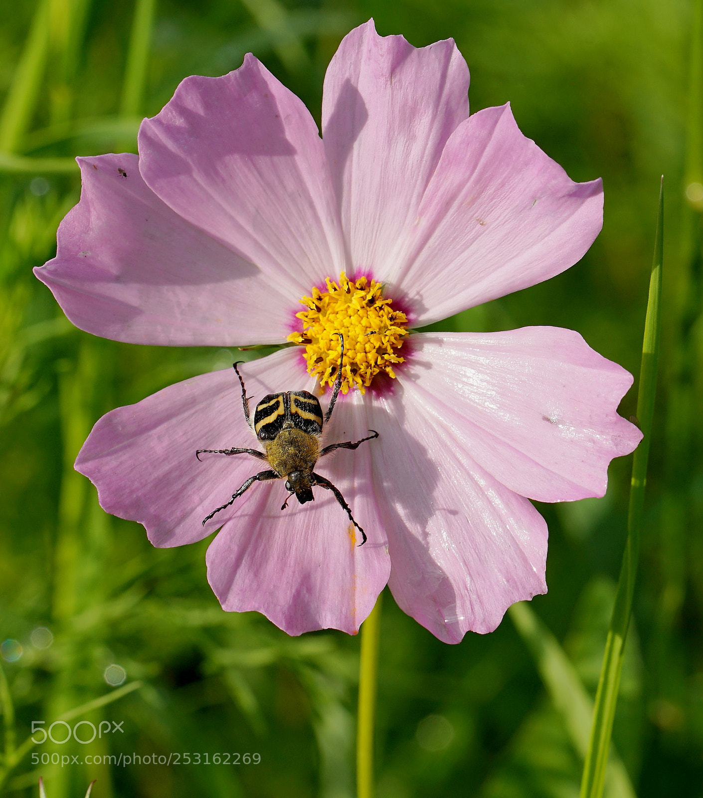 Sony a7 II sample photo. Trichius fasciatus photography