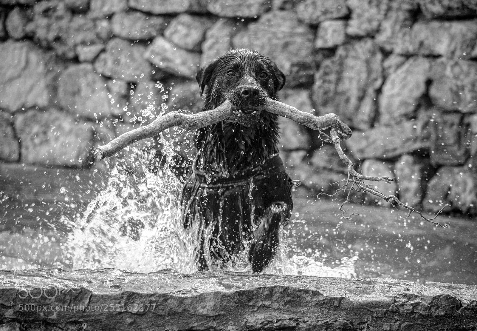 Nikon D7000 sample photo. Black dog photography