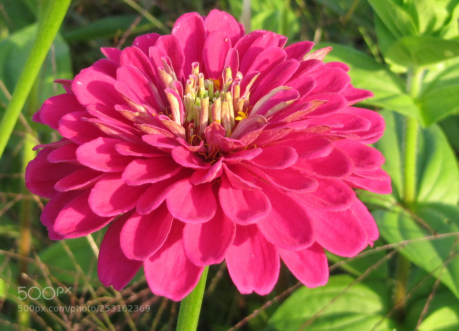 Canon PowerShot SX200 IS sample photo. Flower (?) photography