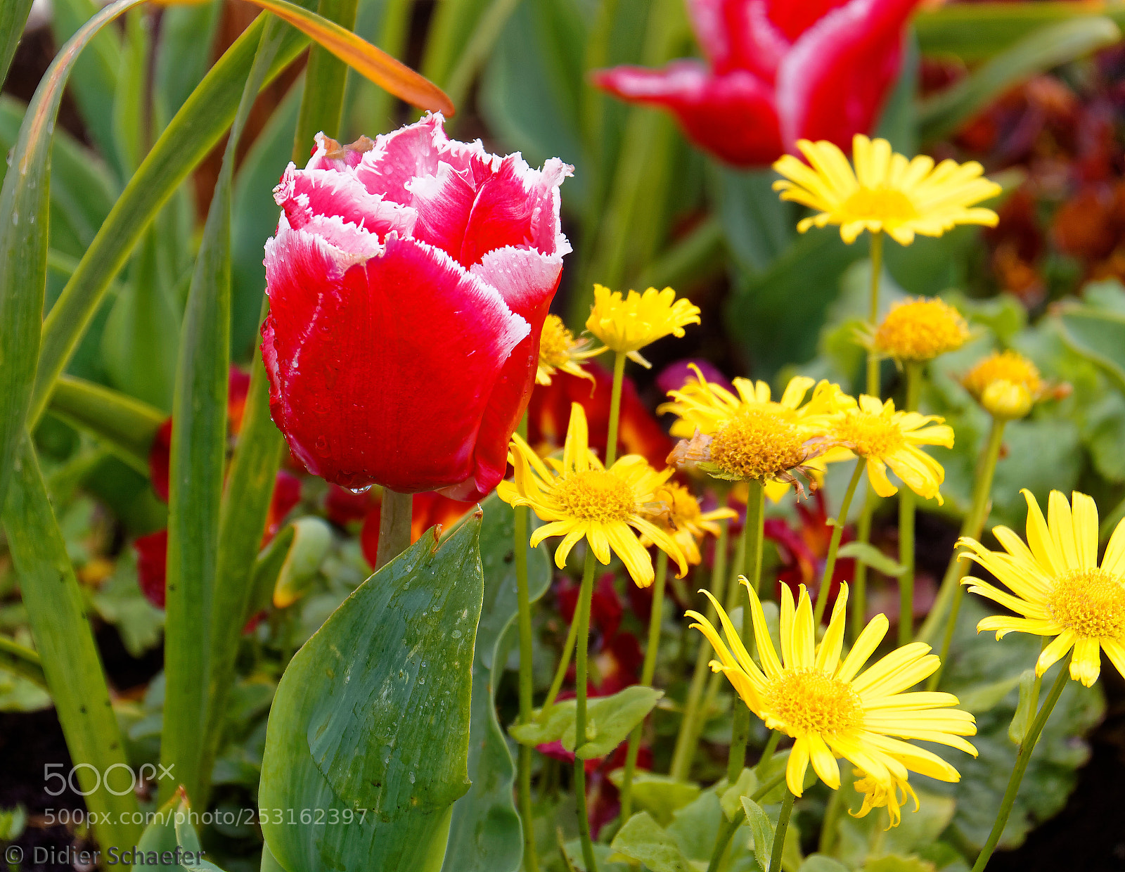 Canon EOS 50D sample photo. Flowerpower photography