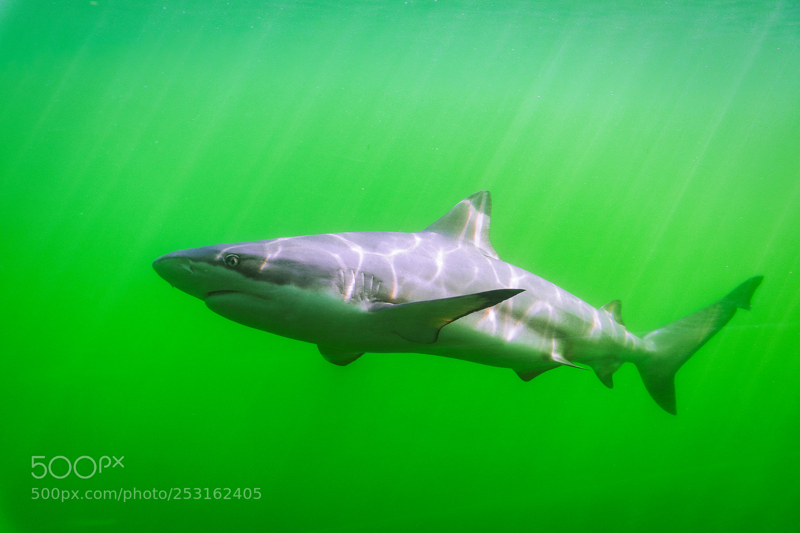 Nikon D500 sample photo. Blacktip reef shark carcharhinus photography