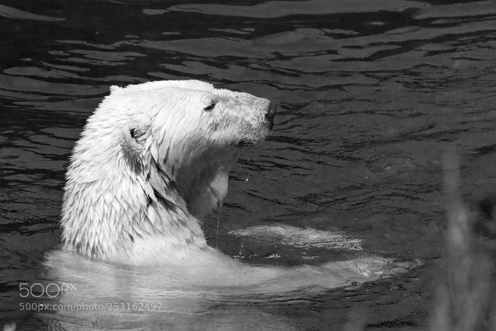 Canon EOS 5D Mark IV sample photo. Polar bear in the photography