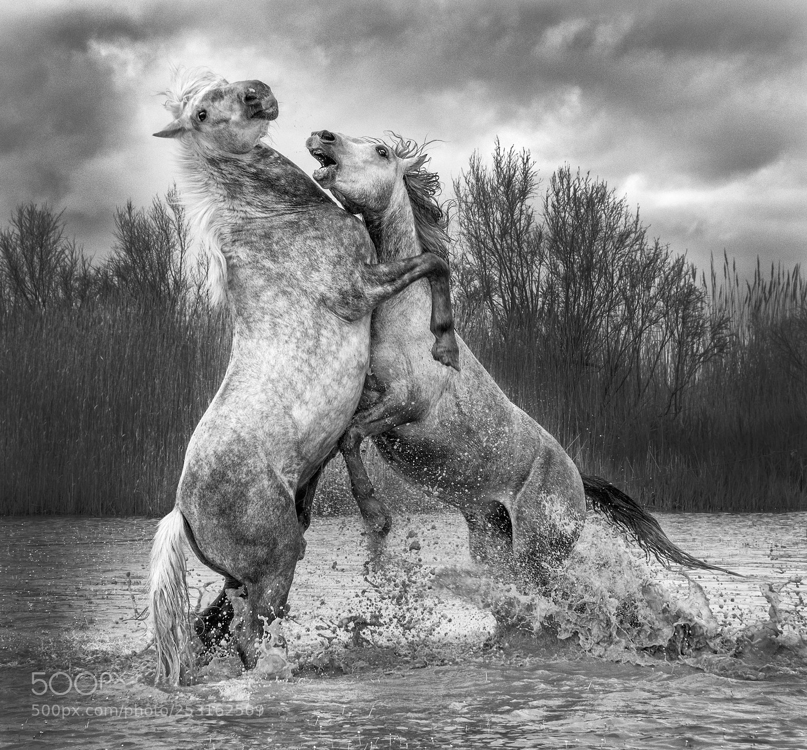 Nikon D810 sample photo. Sparring stallions photography