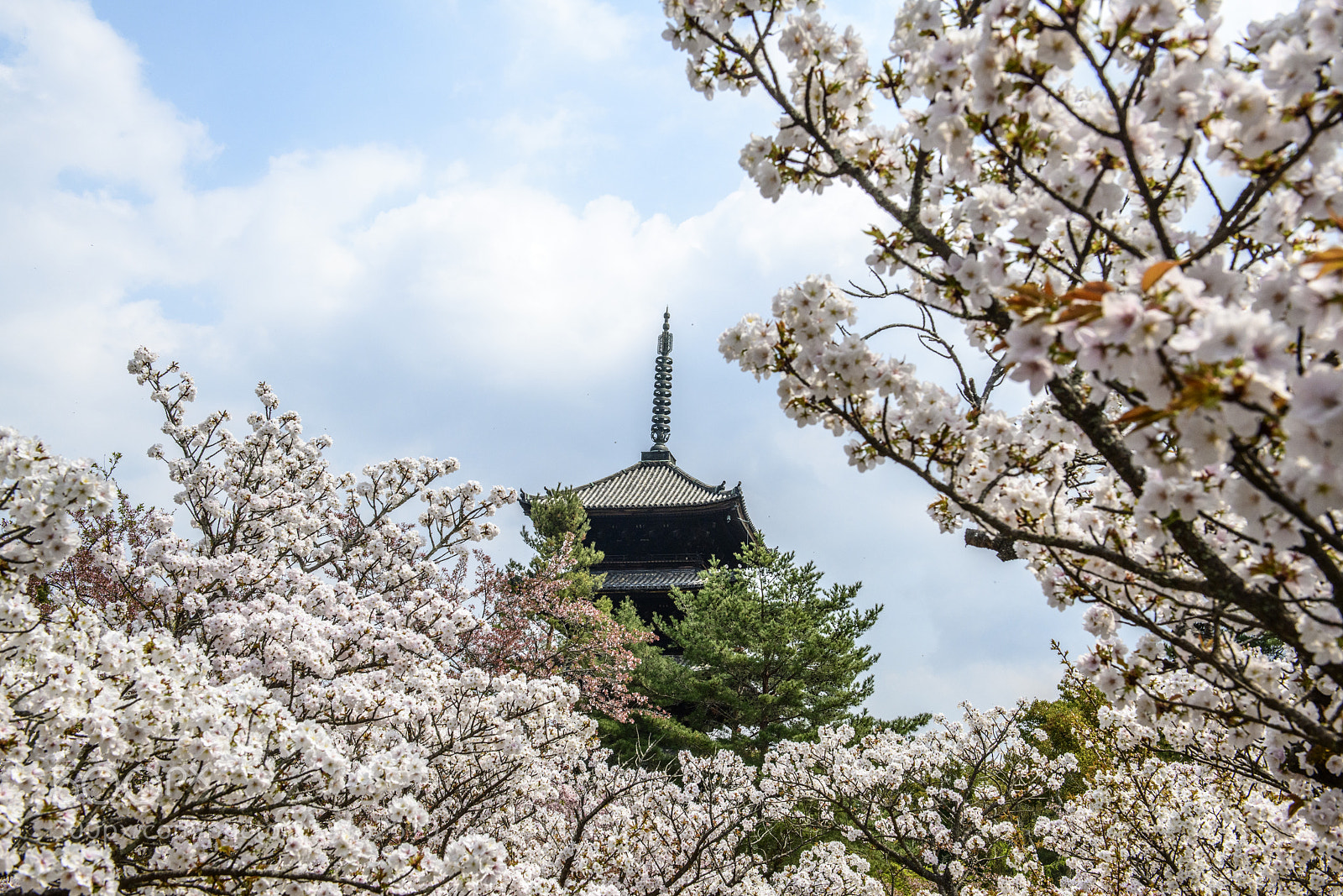 Nikon D850 sample photo. Ninna-ji kyoto 仁和寺 御室櫻 photography