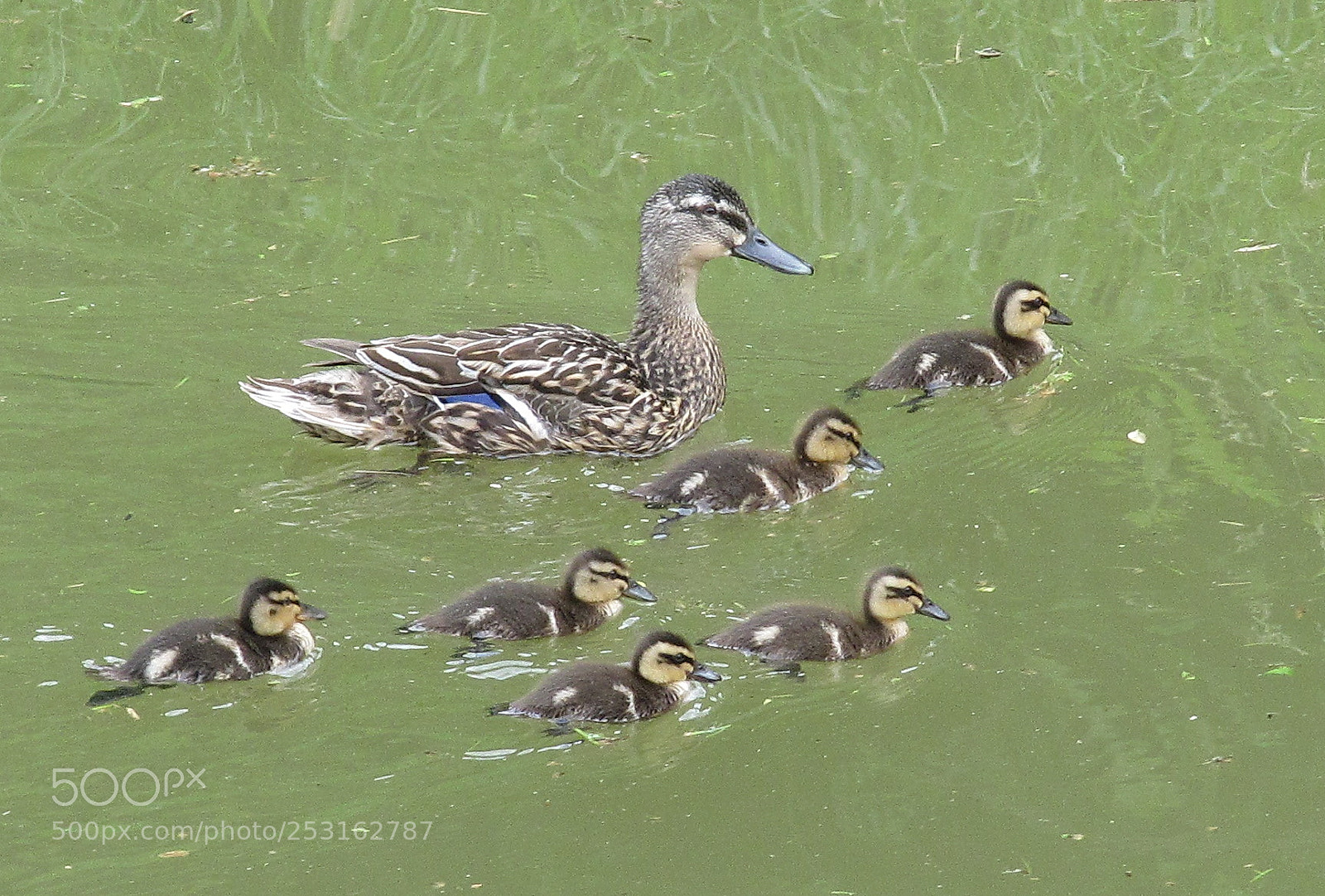 Canon PowerShot SX200 IS sample photo. Duck family photography
