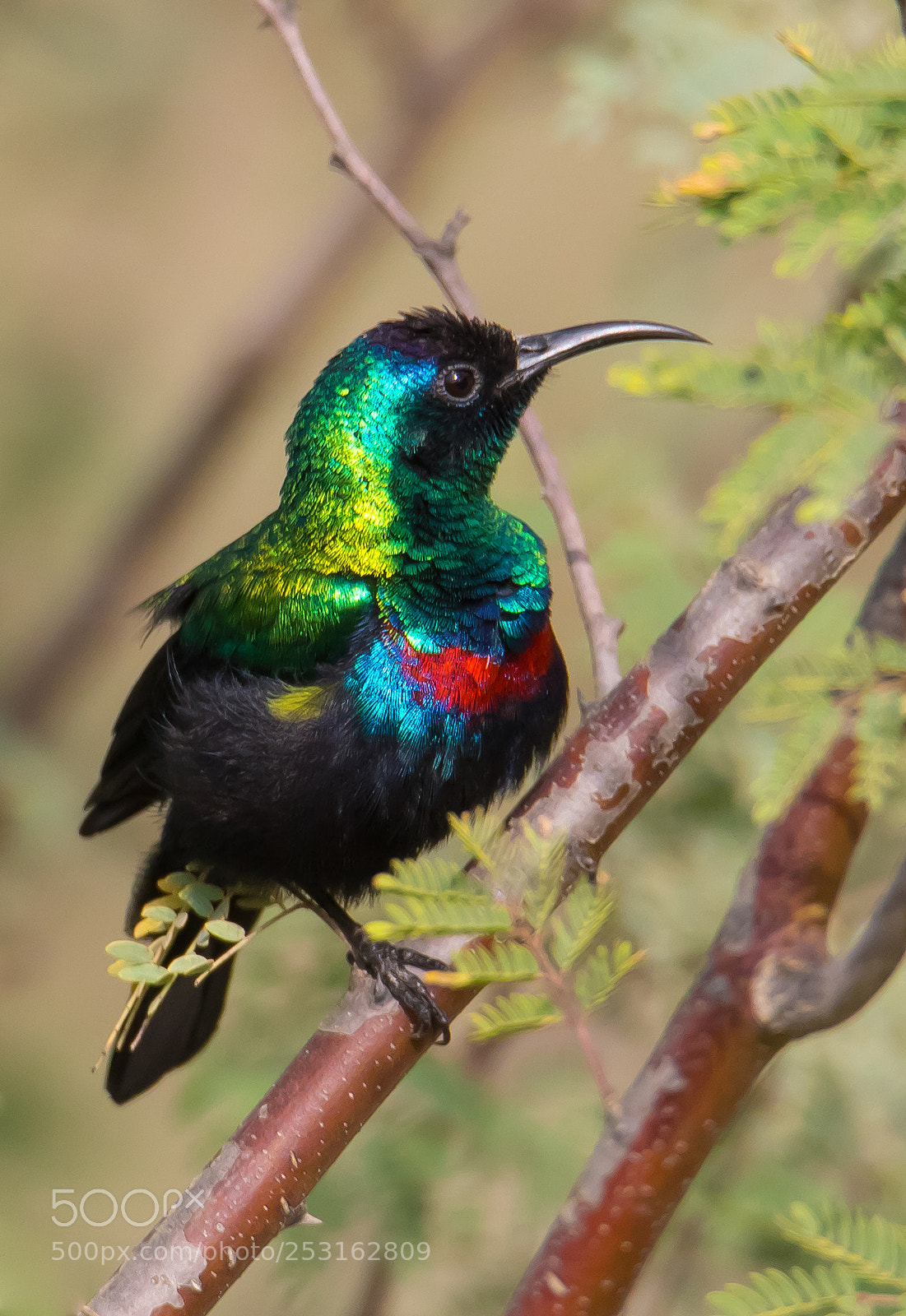 Canon EOS 7D Mark II sample photo. Shining sunbird- التمير اللامع photography