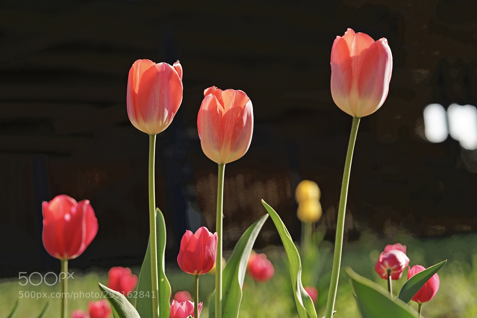 Sony a7R III sample photo. Tulip photography
