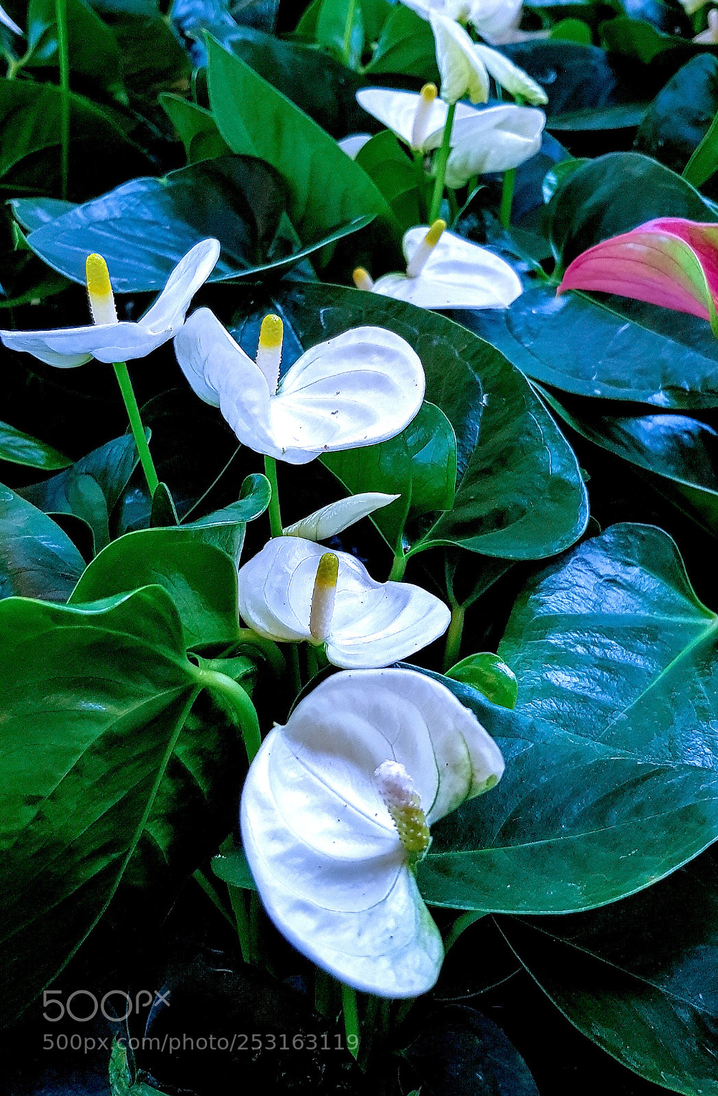 Samsung Galaxy S8 sample photo. White kalla. photography