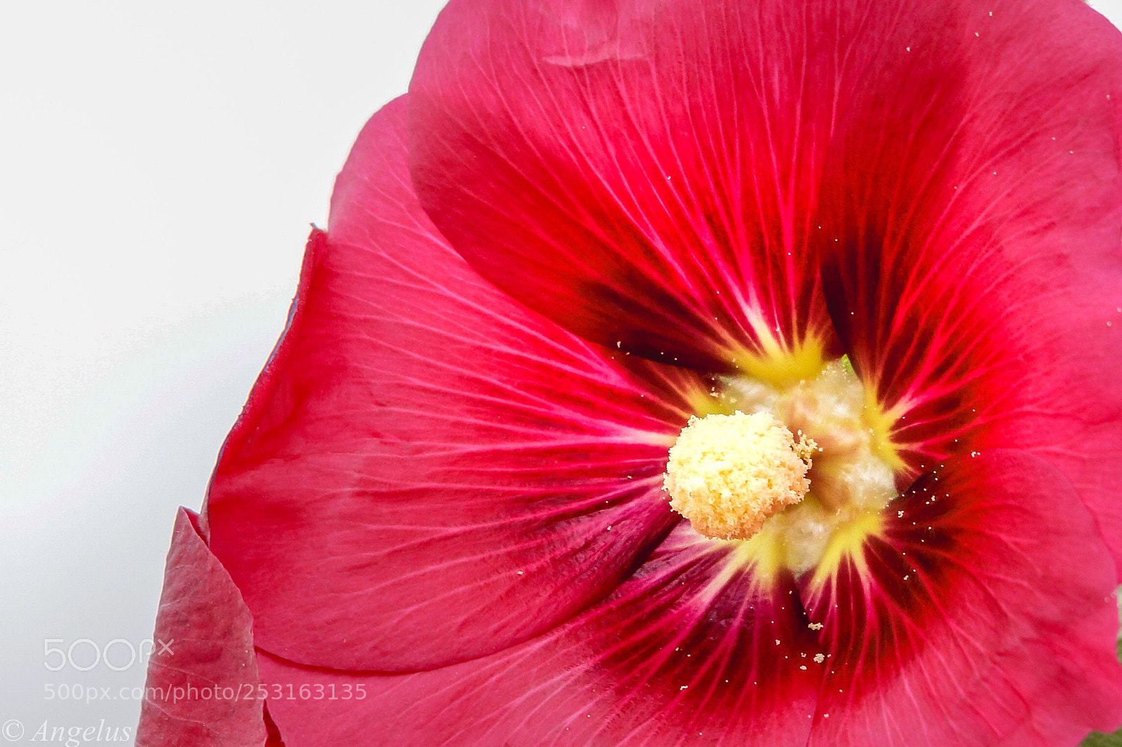 Canon EOS 70D sample photo. Beauty of red  photography