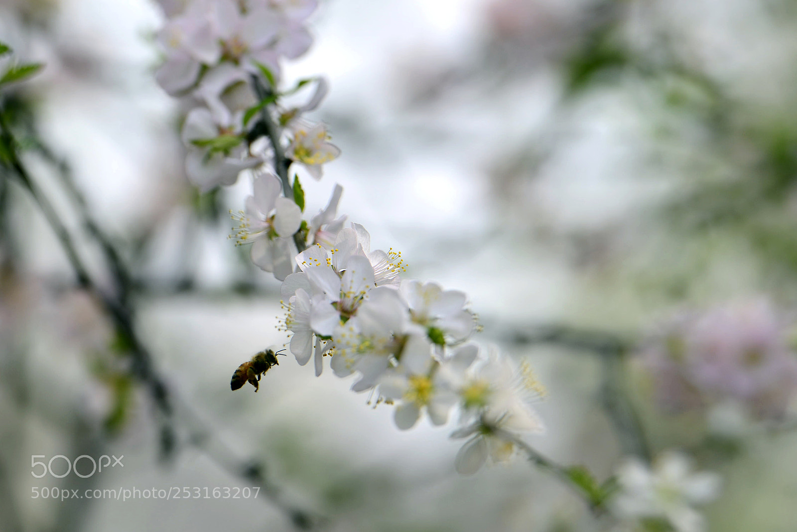 Nikon D800 sample photo. Untitled photography
