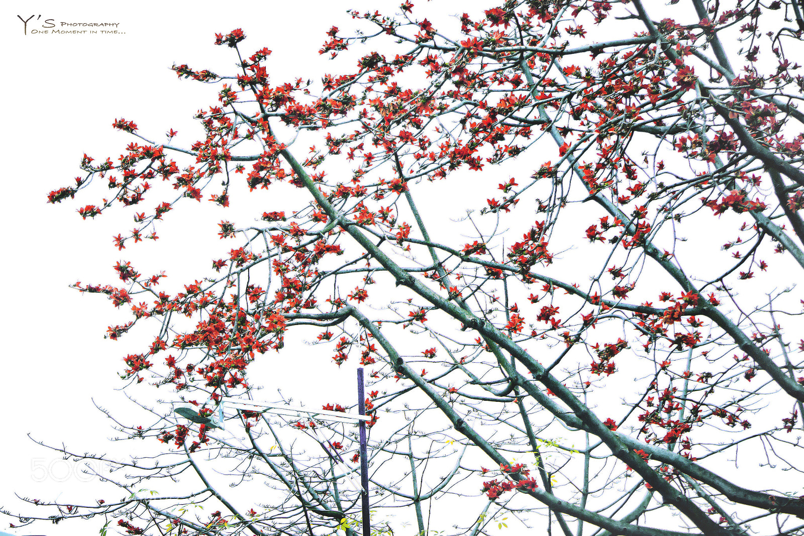 Sony a6000 sample photo. Season of red flowers. 红花季节。 photography