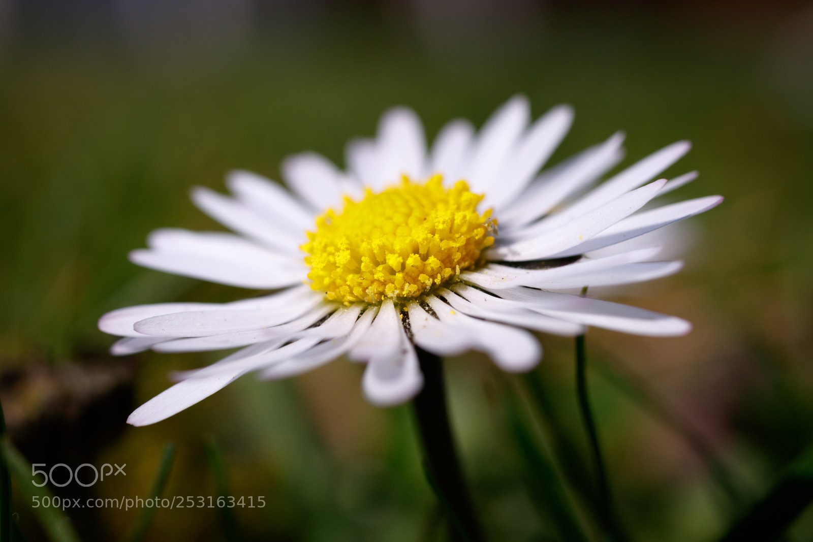 Canon EOS 80D sample photo. Gänseblümchen ii photography