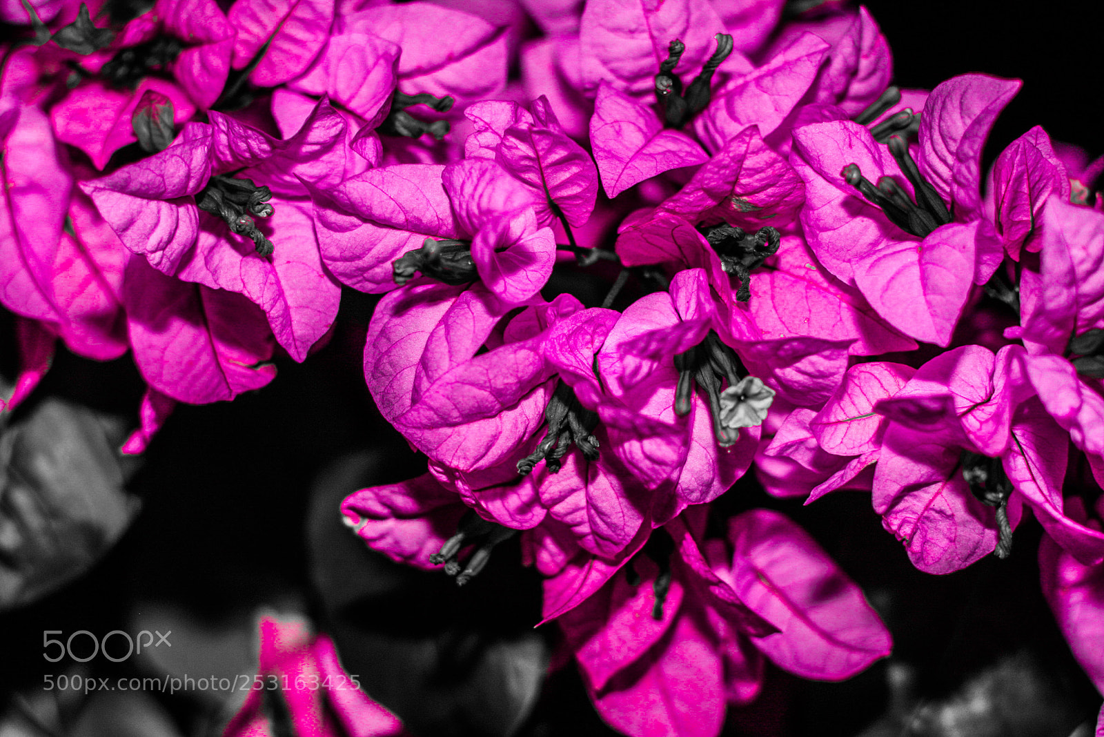 Canon EOS 40D sample photo. Flowers at night photography