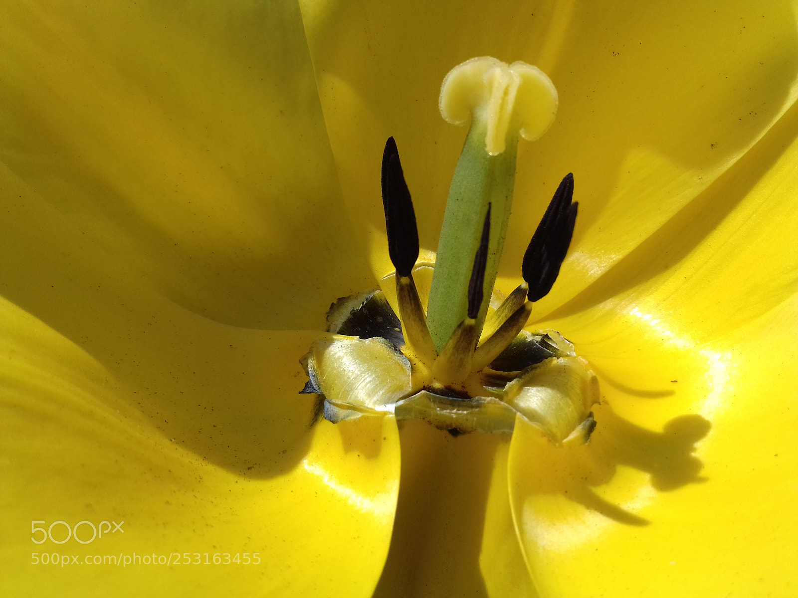 Samsung Galaxy Grand Prime sample photo. Flower photography