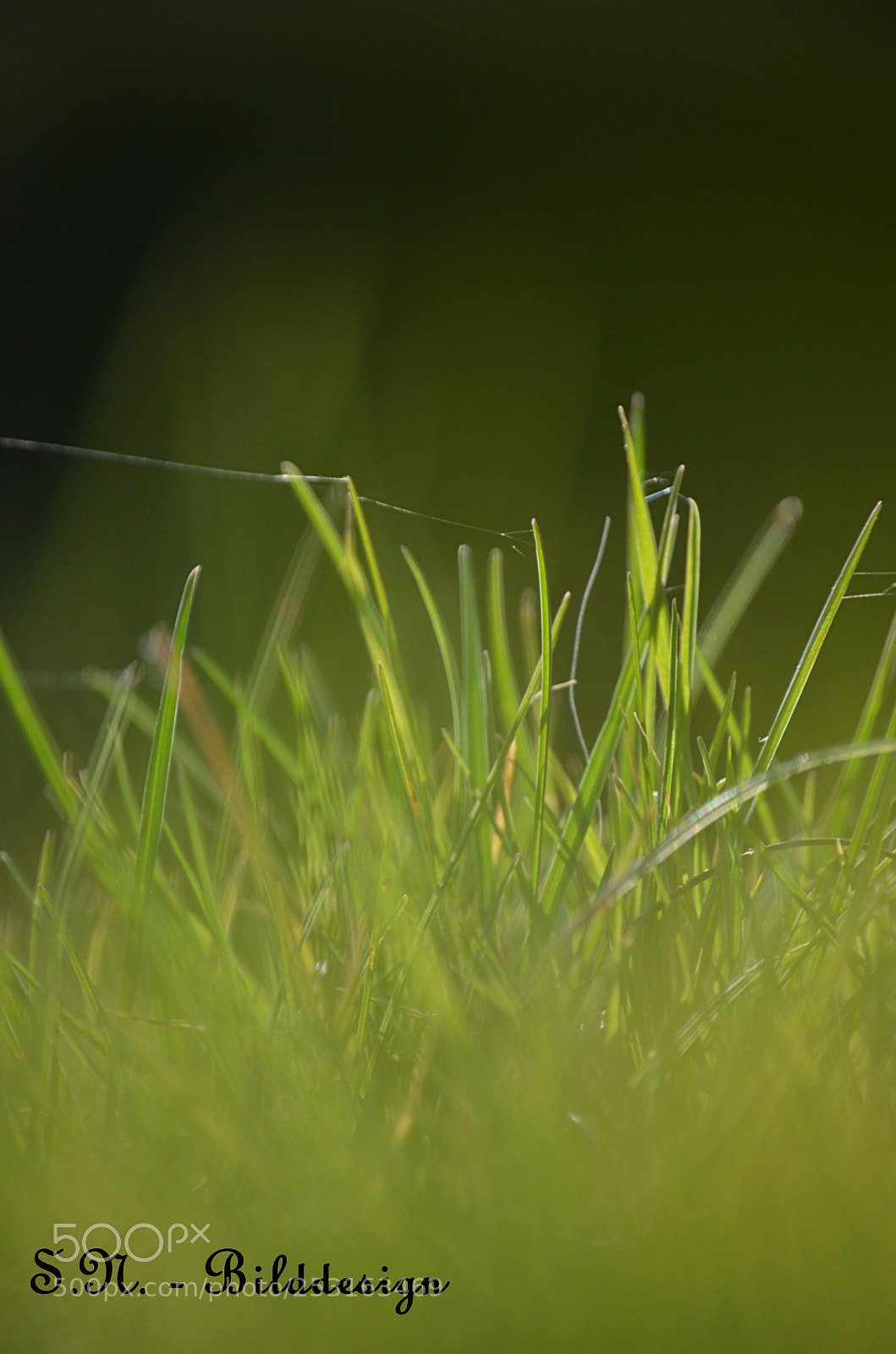 Nikon D5100 sample photo. .....green ... photography