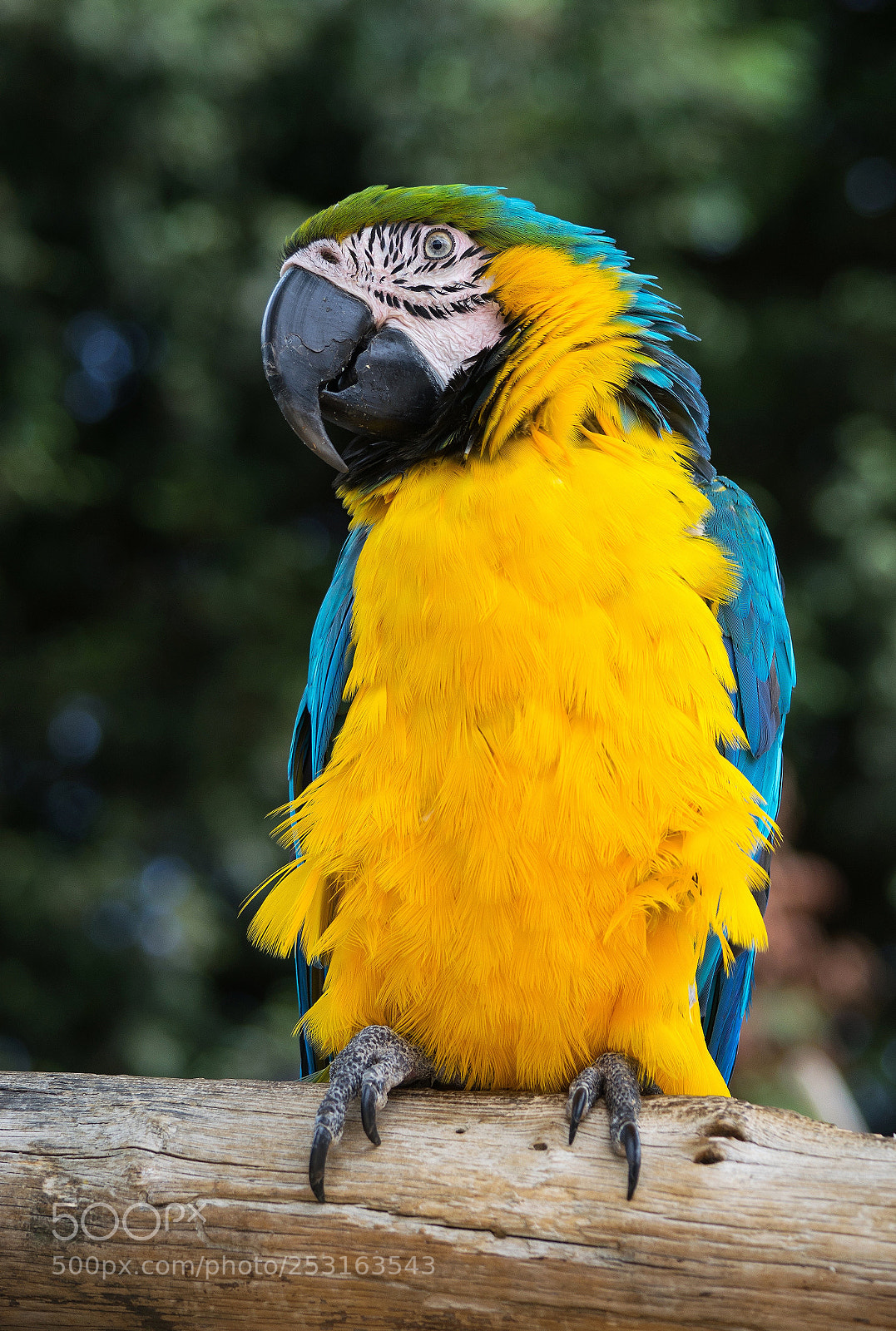 Nikon D5300 sample photo. Parrot photography