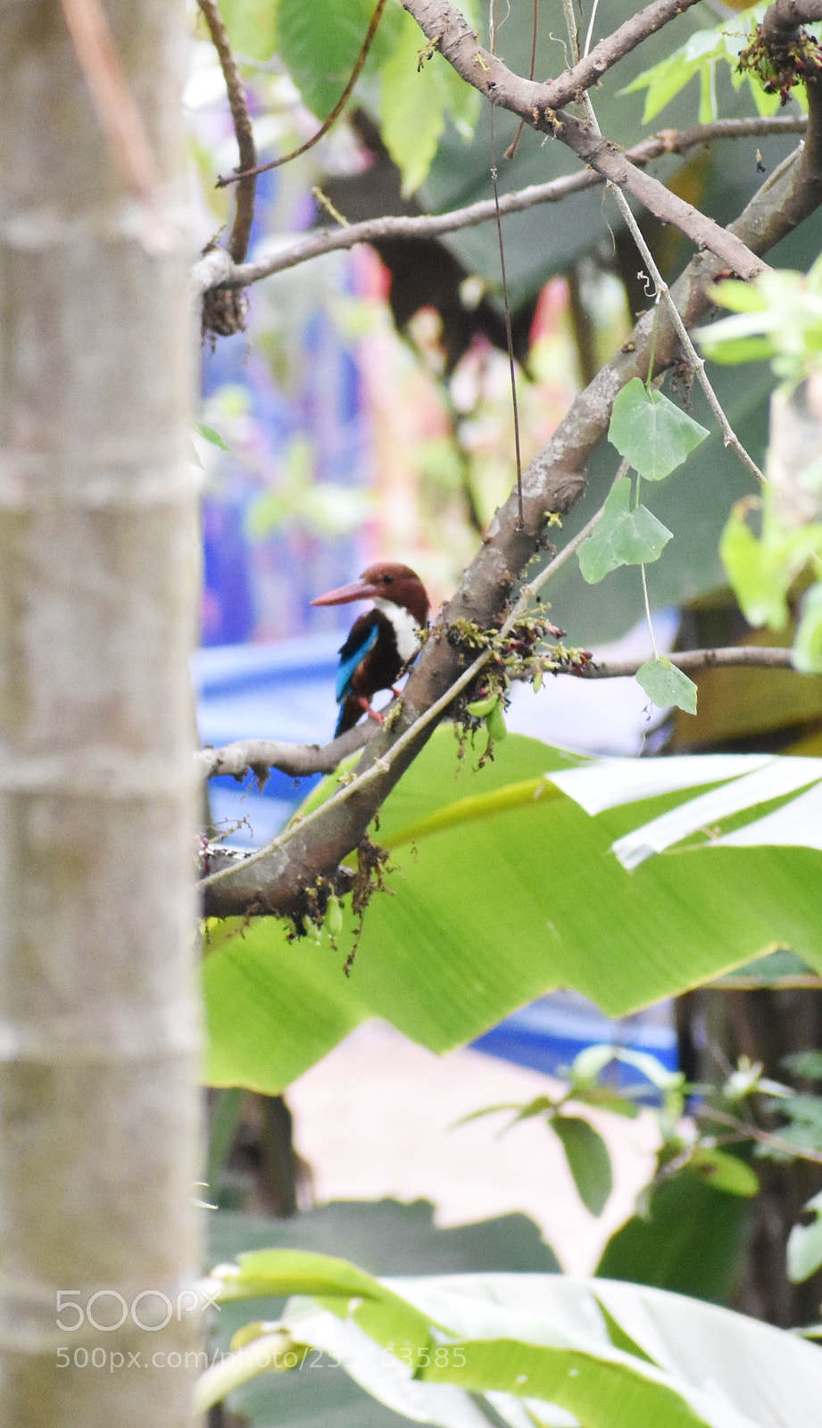 Nikon D3400 sample photo. Indian kingfisher photography
