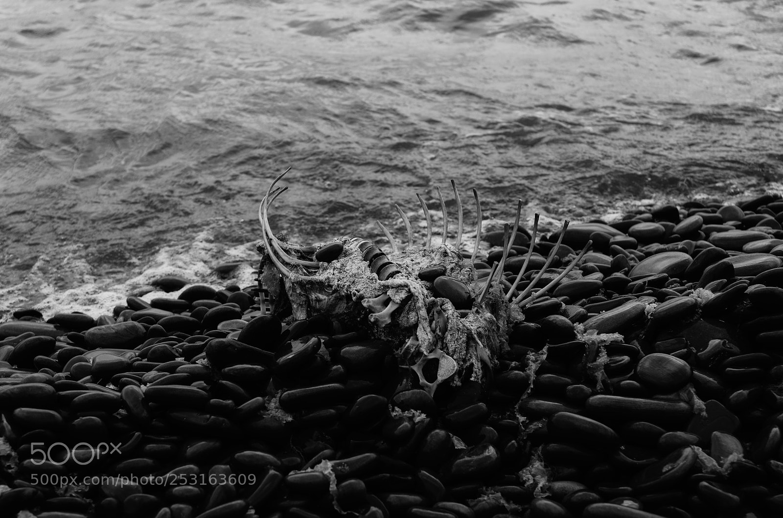 Nikon D7000 sample photo. Bones photography