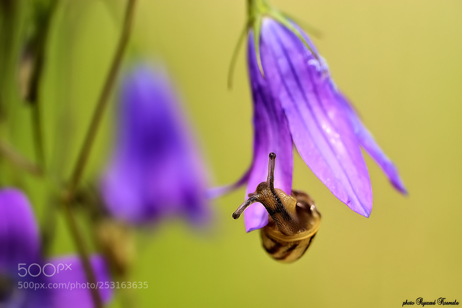Sony Alpha DSLR-A300 sample photo. Horned bell - ringer photography