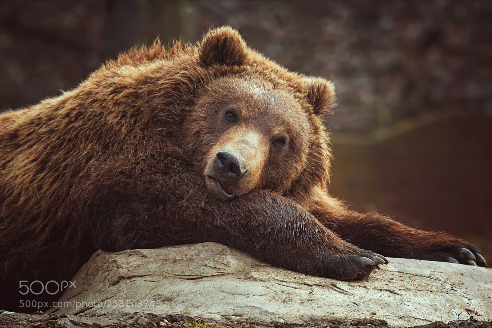 Nikon D7100 sample photo. Brown bear photography