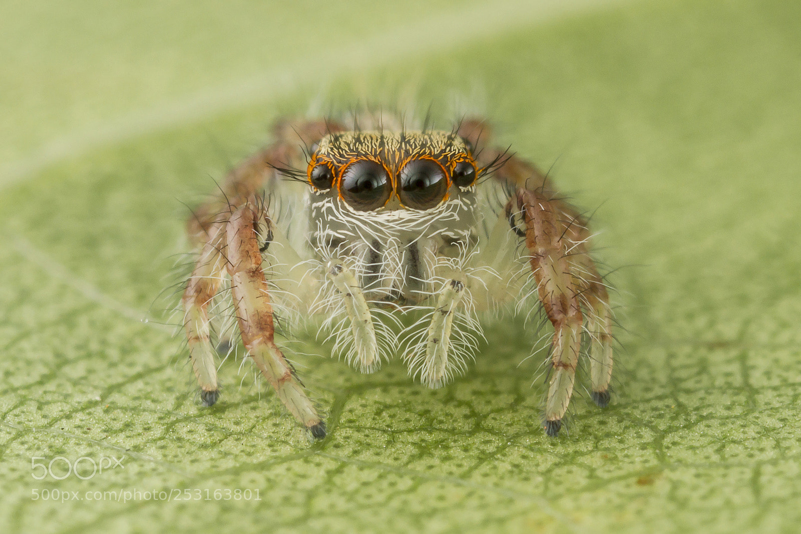 Canon EOS 7D sample photo. Baby spider photography