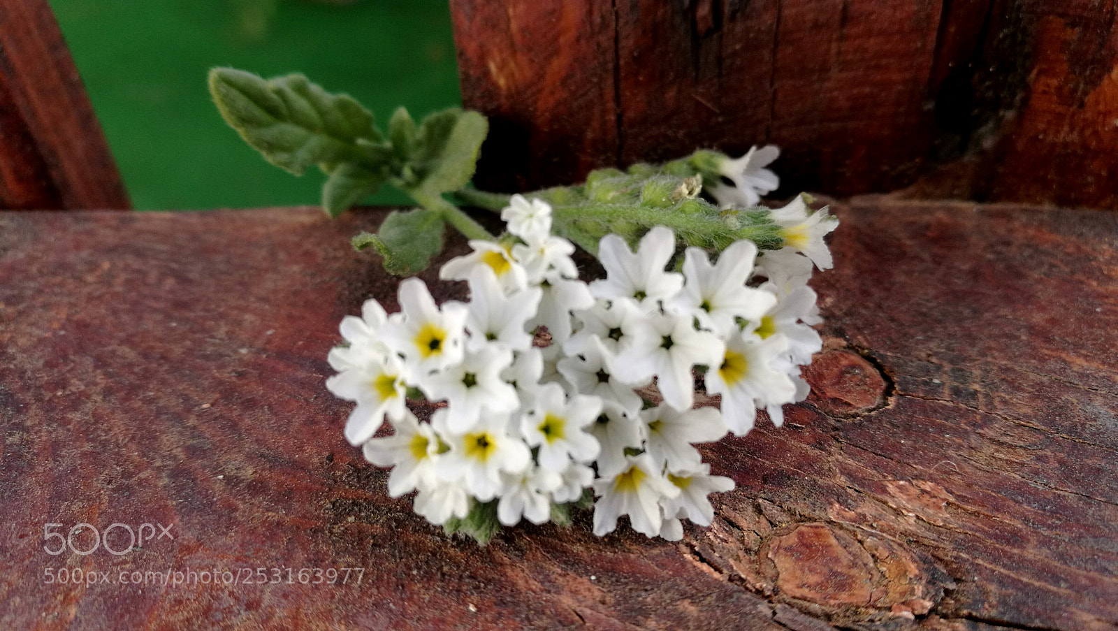 HUAWEI P9 Plus sample photo. Y siempre una flor. photography