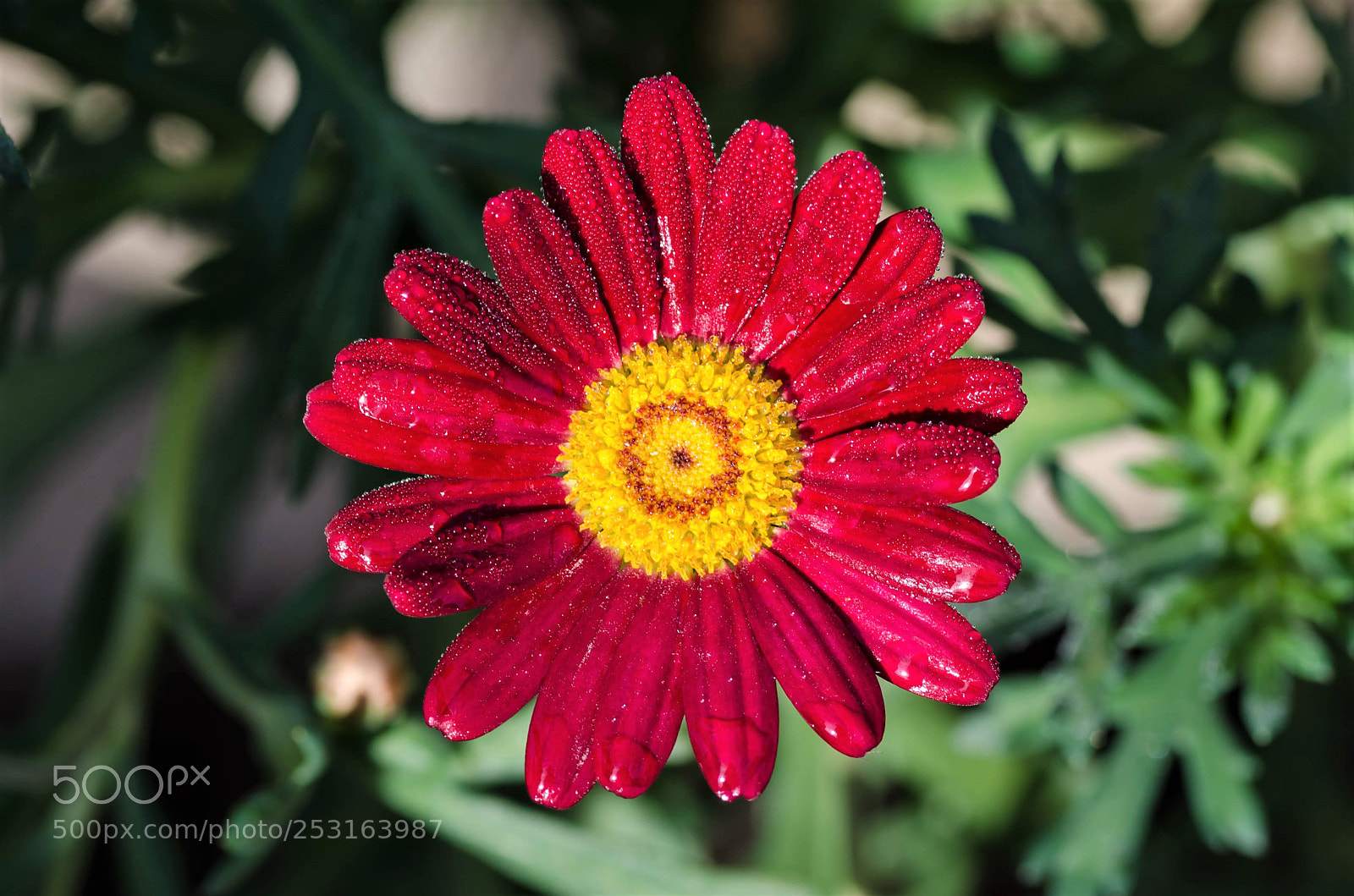 Nikon D7000 sample photo. A flower in the photography