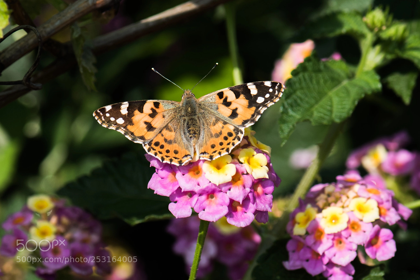 Nikon D810 sample photo. Vanessa cardui-diken kelebeği photography