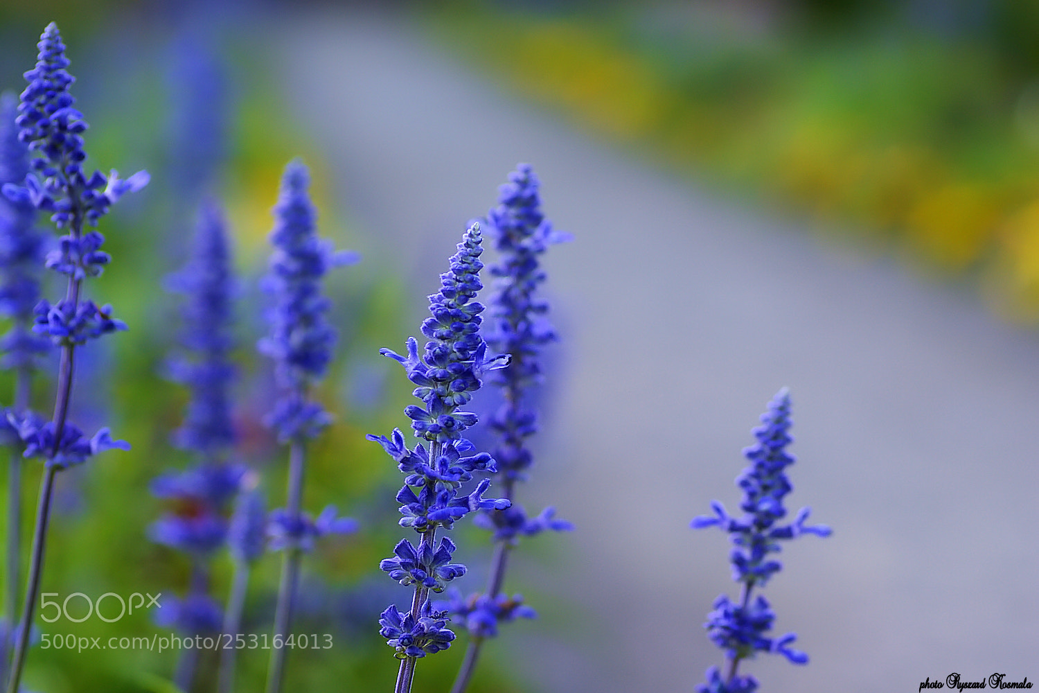 Sony Alpha DSLR-A300 sample photo. Garden path 2 photography