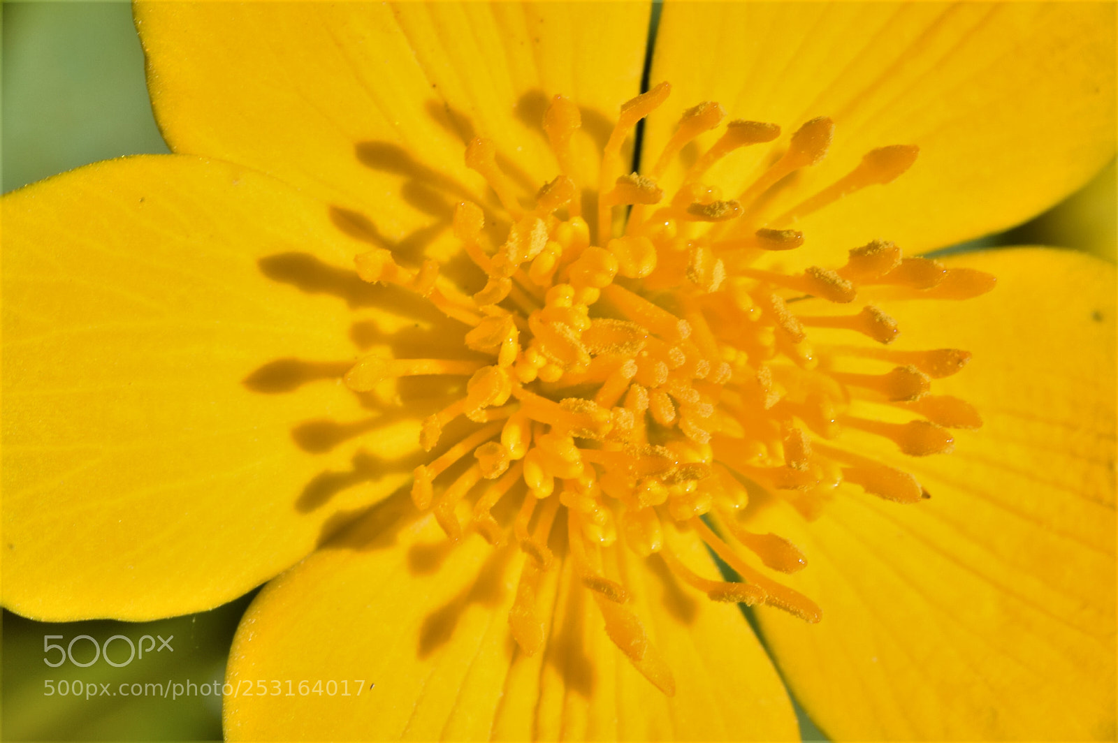 Nikon D3300 sample photo. Yellow photography