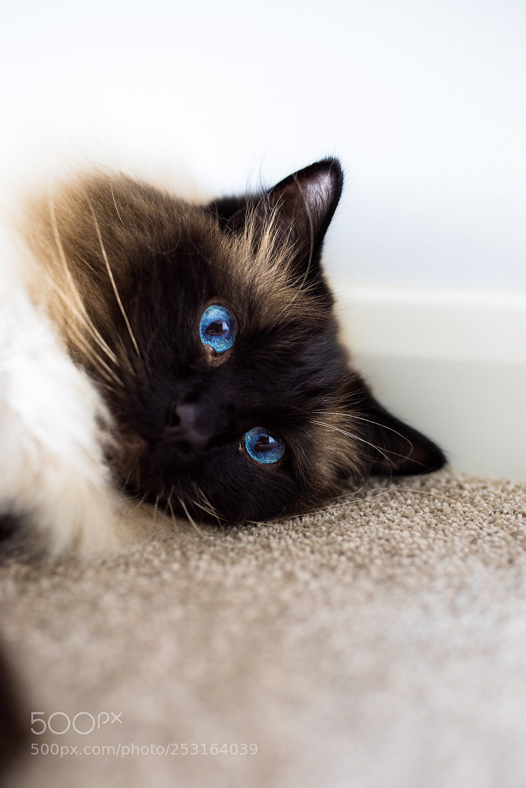 Nikon D810 sample photo. Blue eyes photography