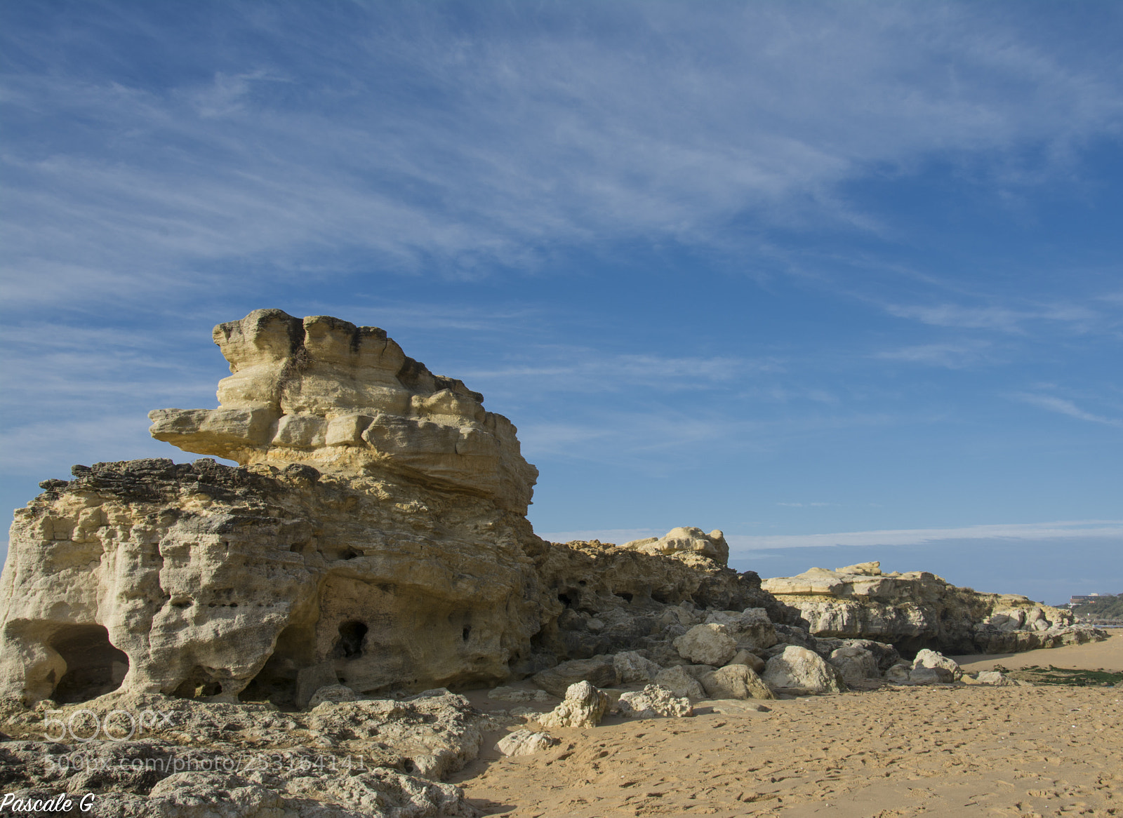 Nikon D7100 sample photo. Which animal do you photography