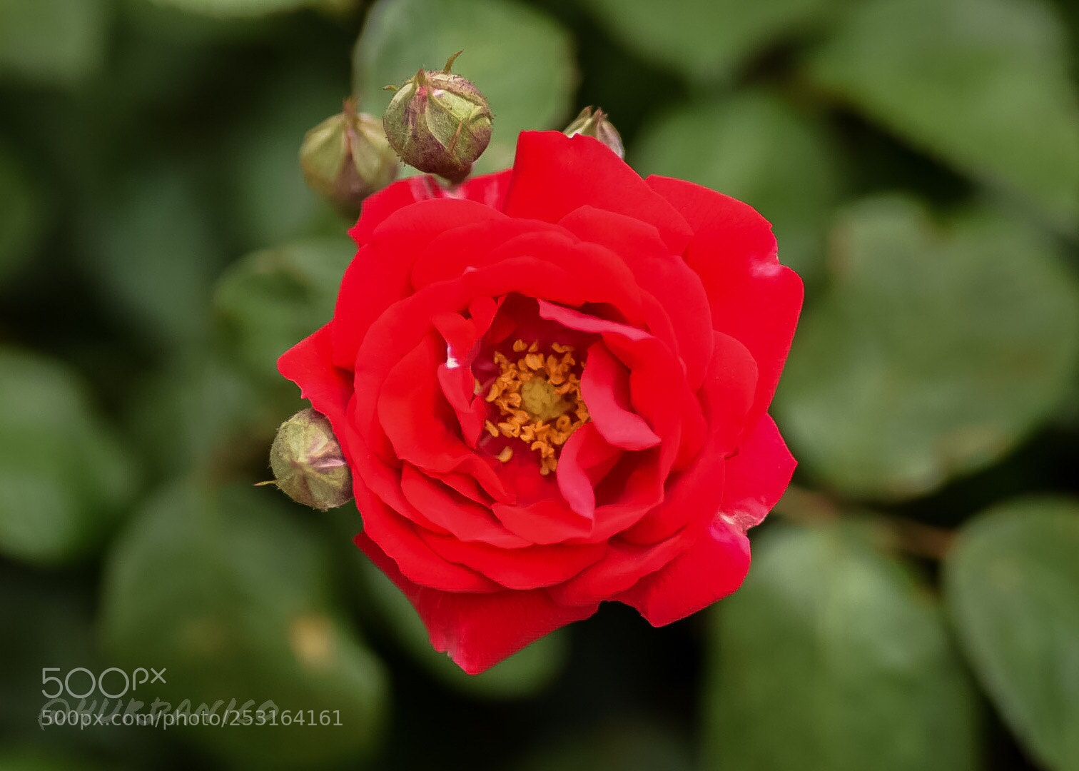 Nikon D5300 sample photo. Heart flower photography