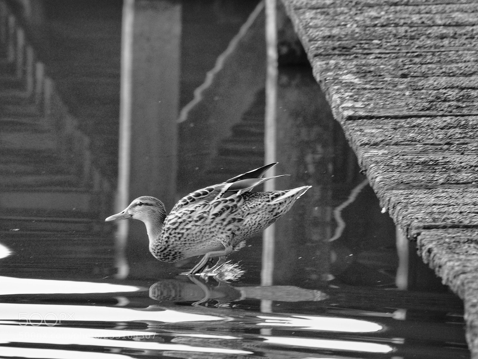 Olympus OM-D E-M1 sample photo. Plons photography