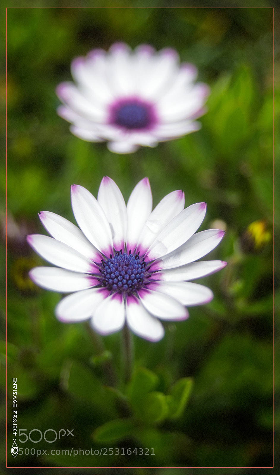Sony a7R sample photo. Daisies photography