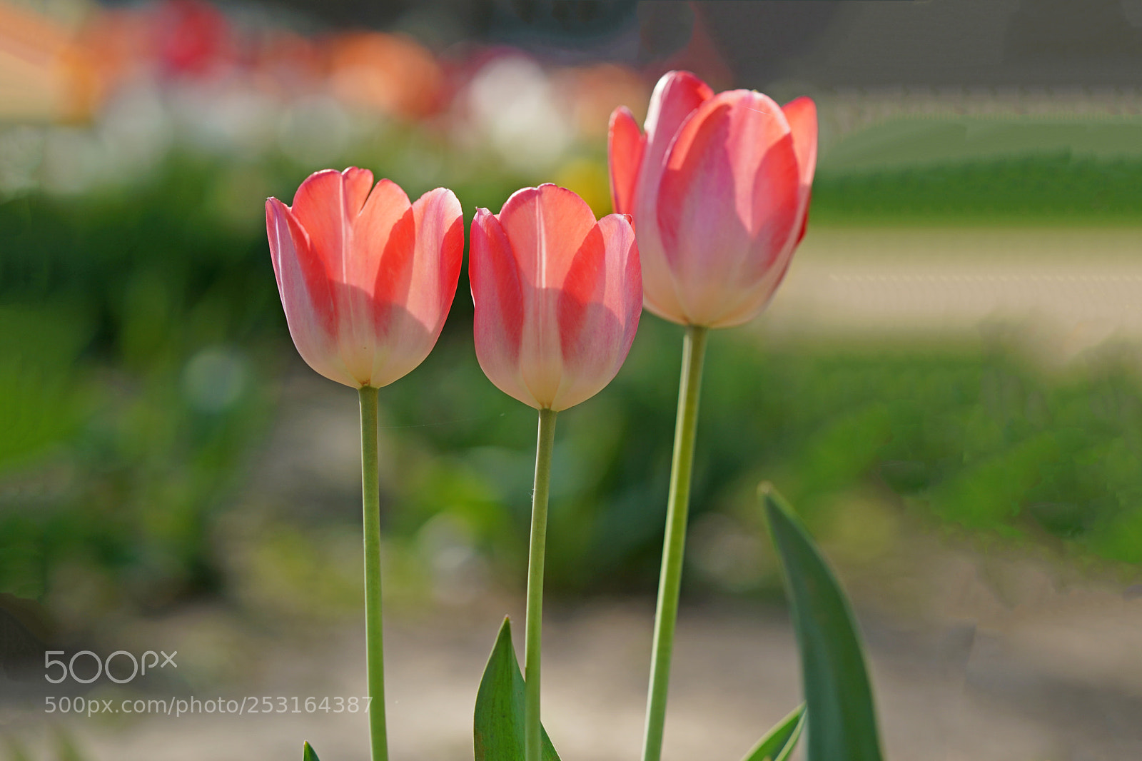 Sony a7R III sample photo. Tulip photography