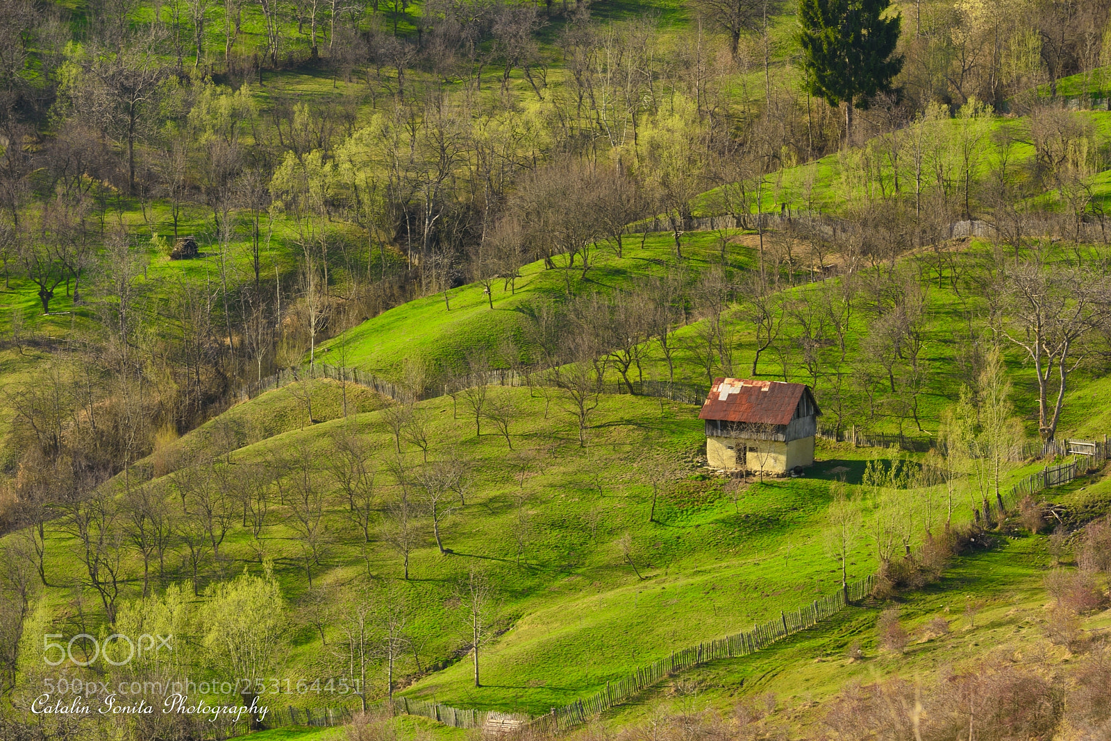 Nikon D810 sample photo. Wallachian field photography
