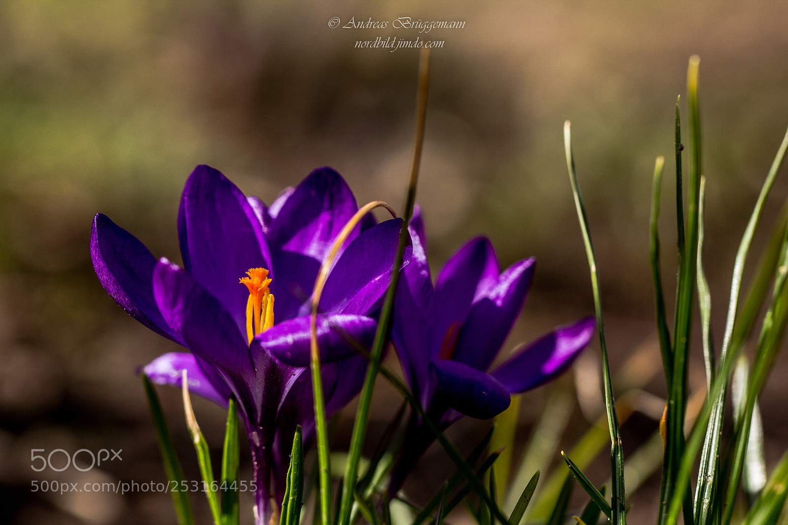 Canon EOS 60D sample photo. Frühling 2018_5 photography