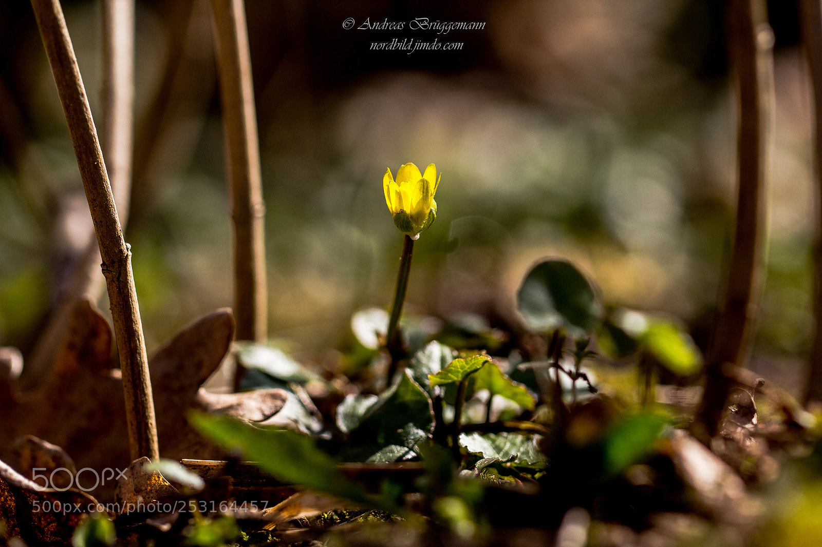 Canon EOS 60D sample photo. Frühling 2018_4 photography