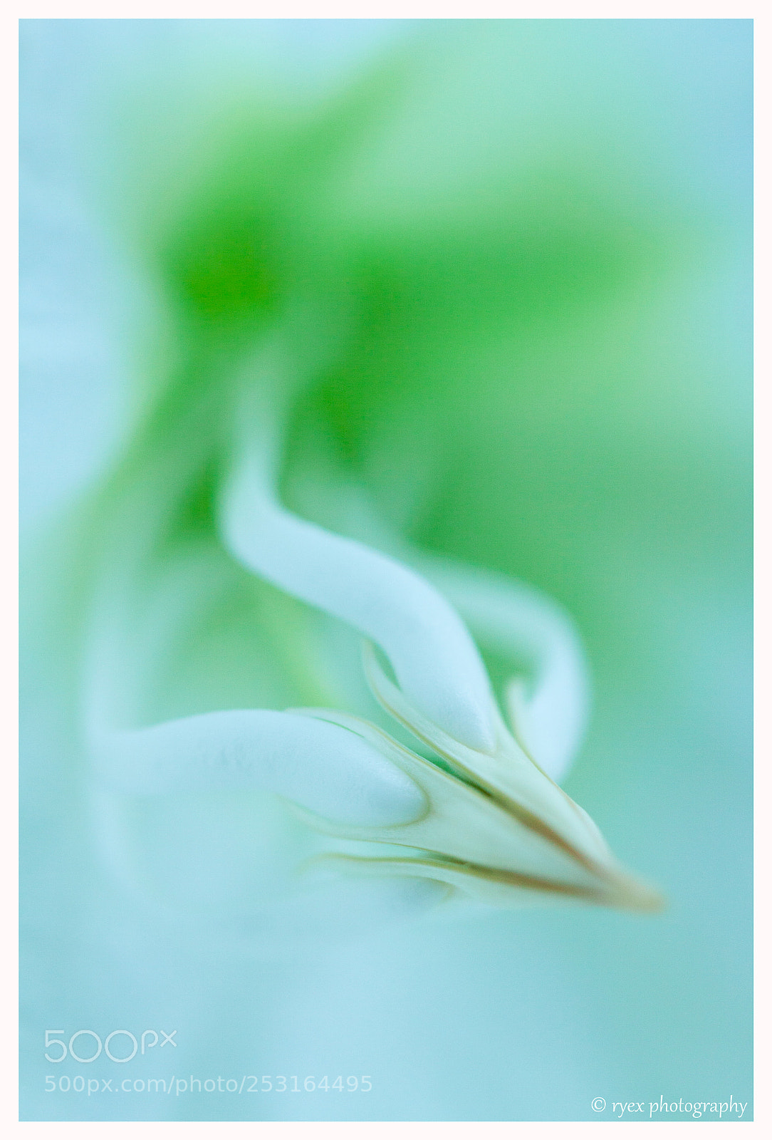 Canon EOS 50D sample photo. Flower spear photography