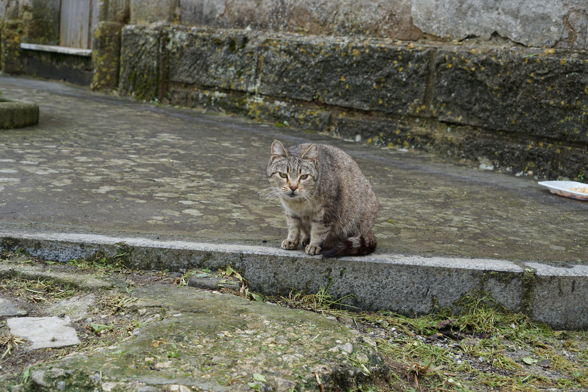 Sony E 35mm F1.8 OSS sample photo. Cat photography