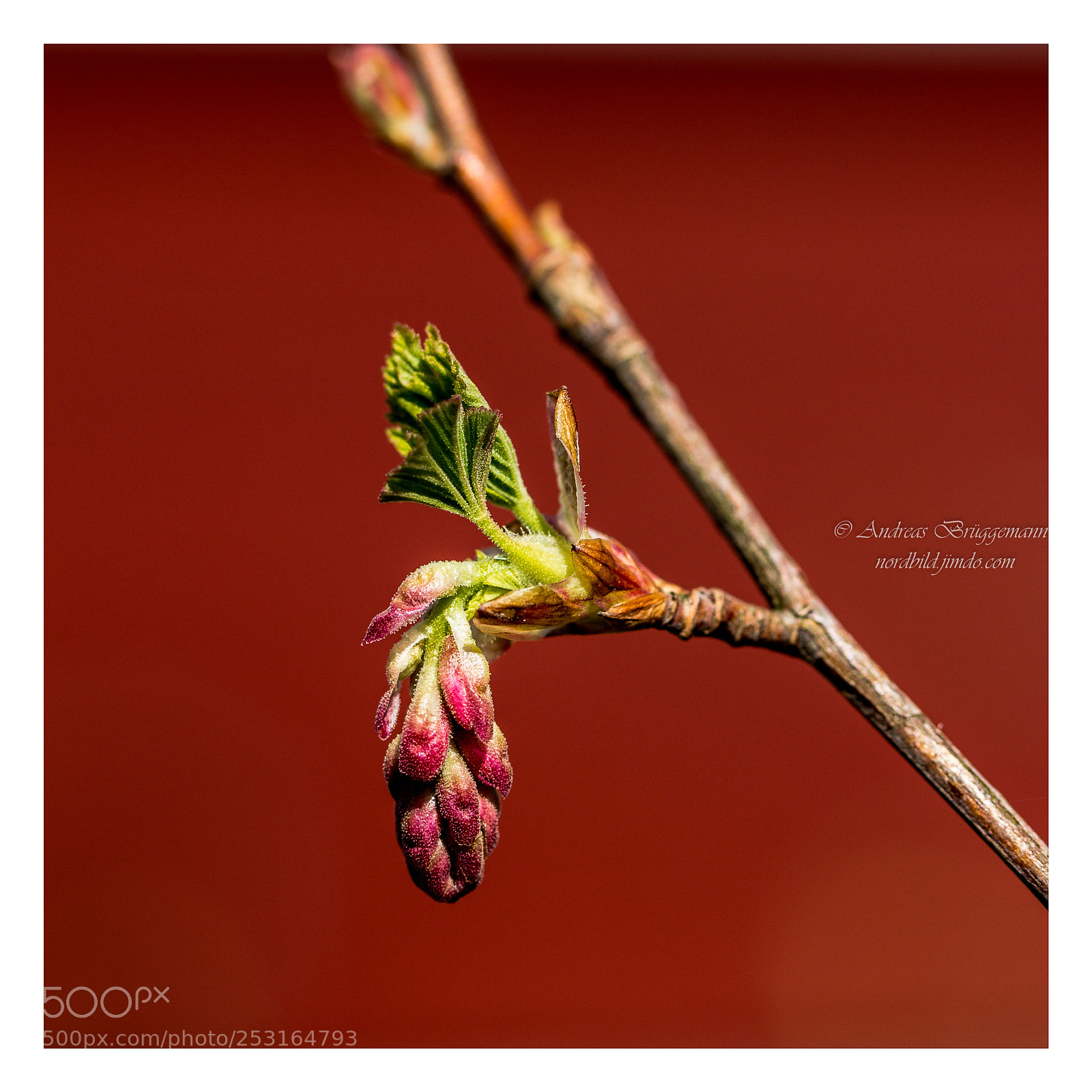 Canon EOS 60D sample photo. Frühling 2018_6 photography