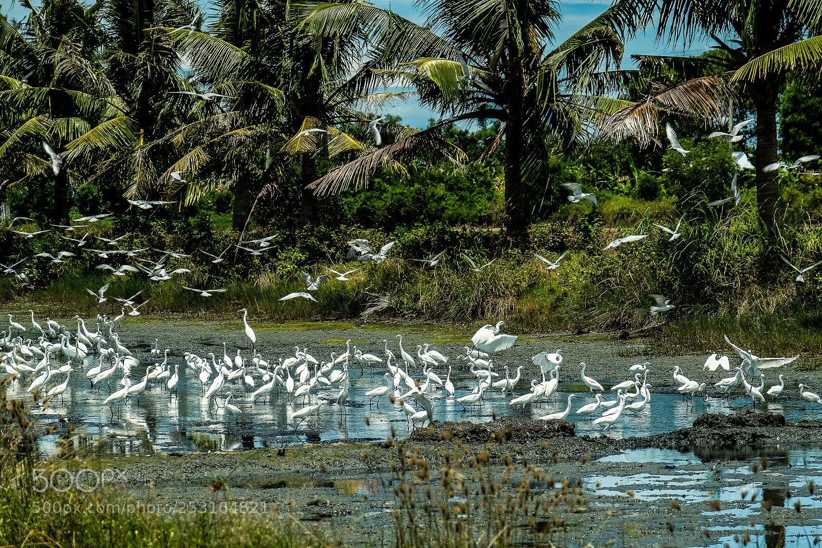 Fujifilm X-T10 sample photo. Birds photography