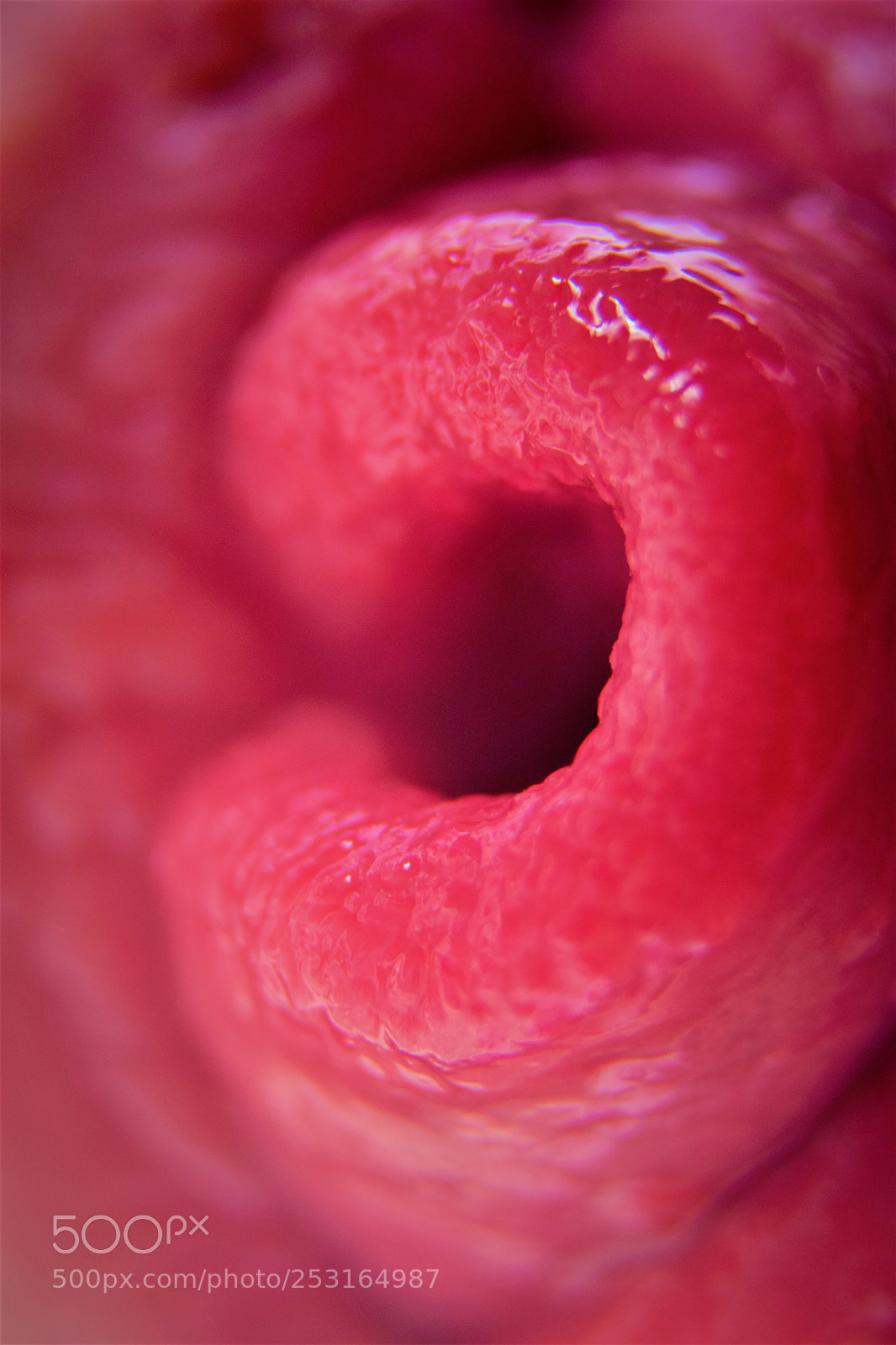 Nikon D5300 sample photo. Pink rolls of human photography