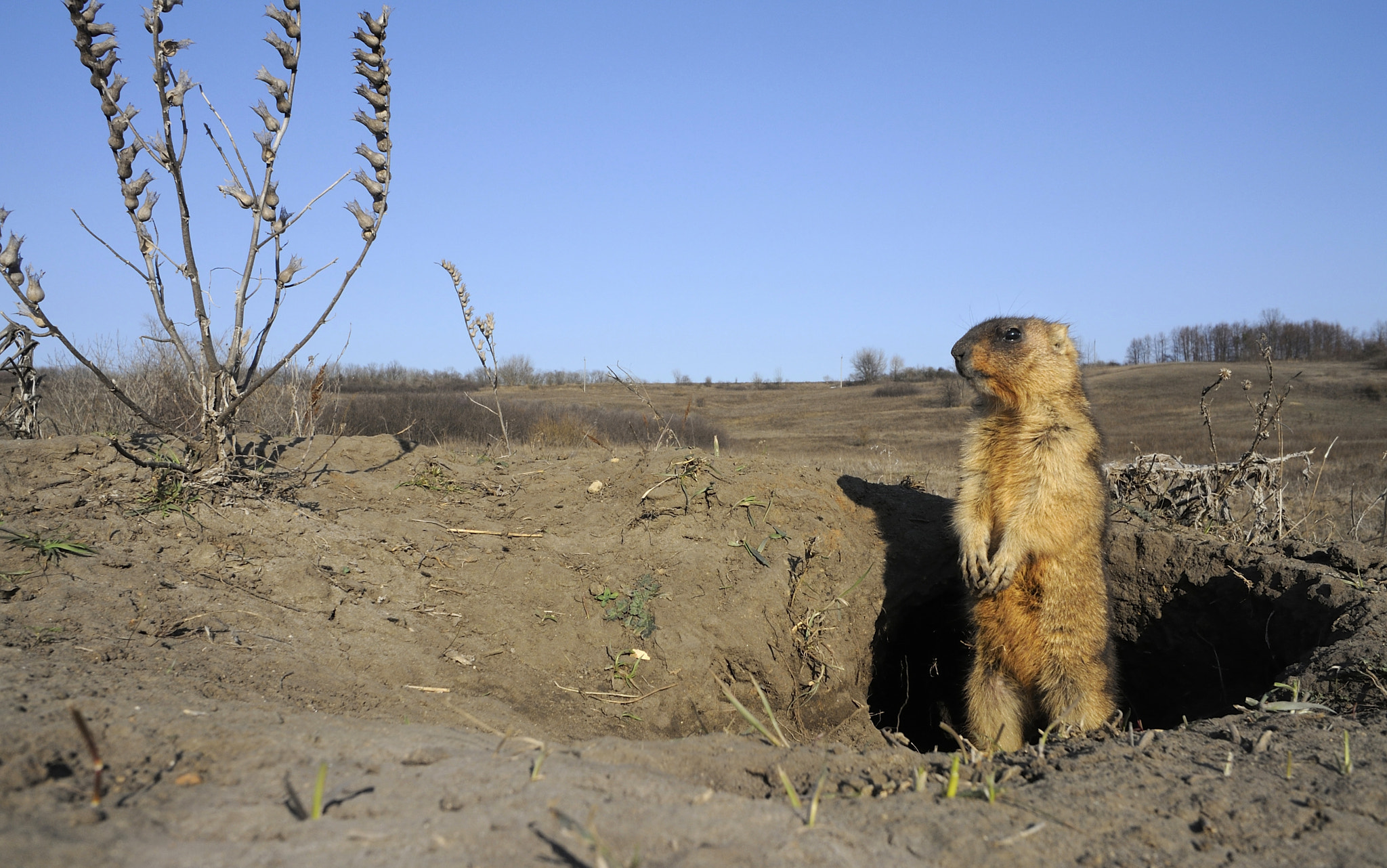 Nikon 1 V1 sample photo. Sunset in the marmotalandiya photography