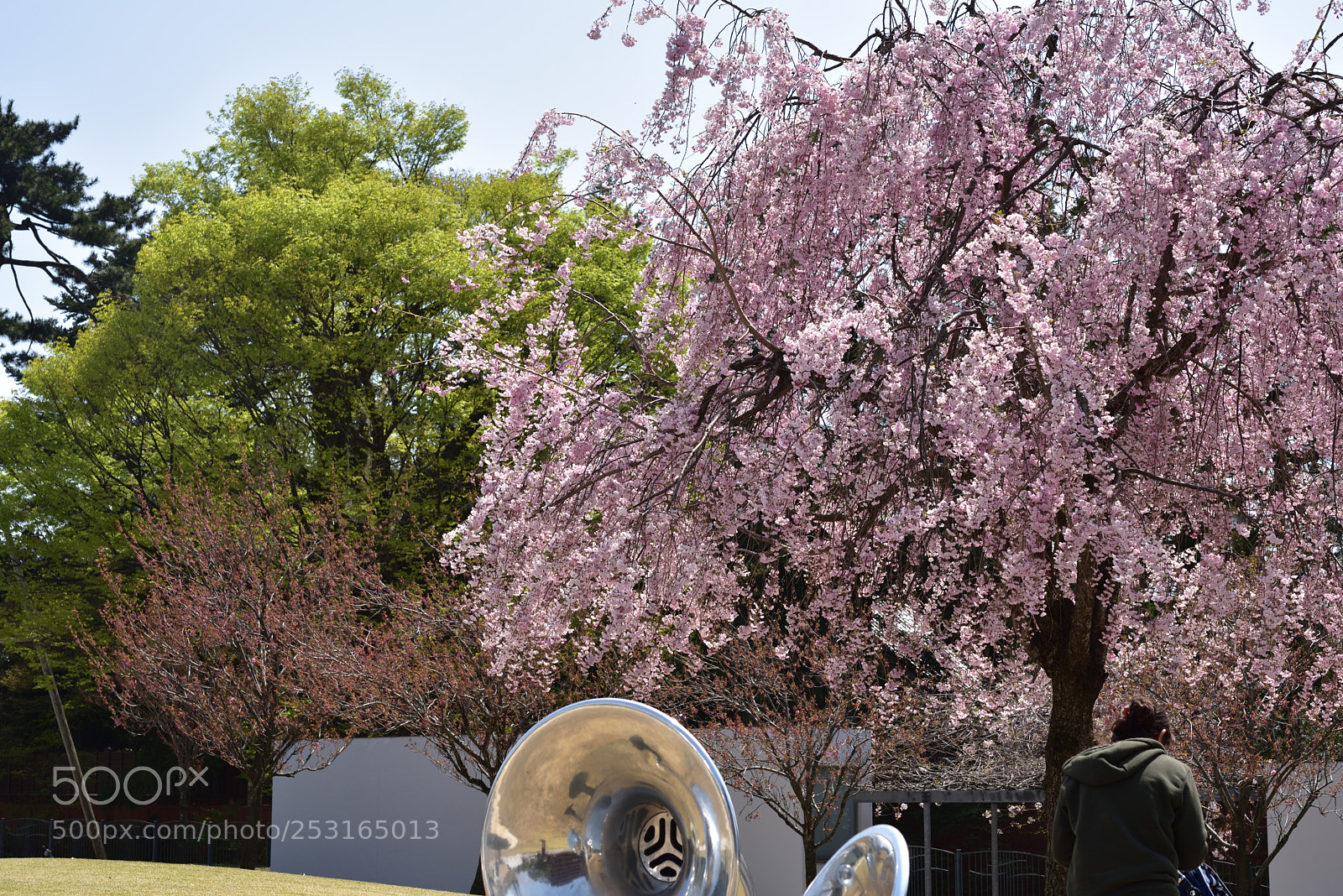 Nikon AF-S Micro-Nikkor 60mm F2.8G ED sample photo. 金沢21世紀美術館の桜 photography