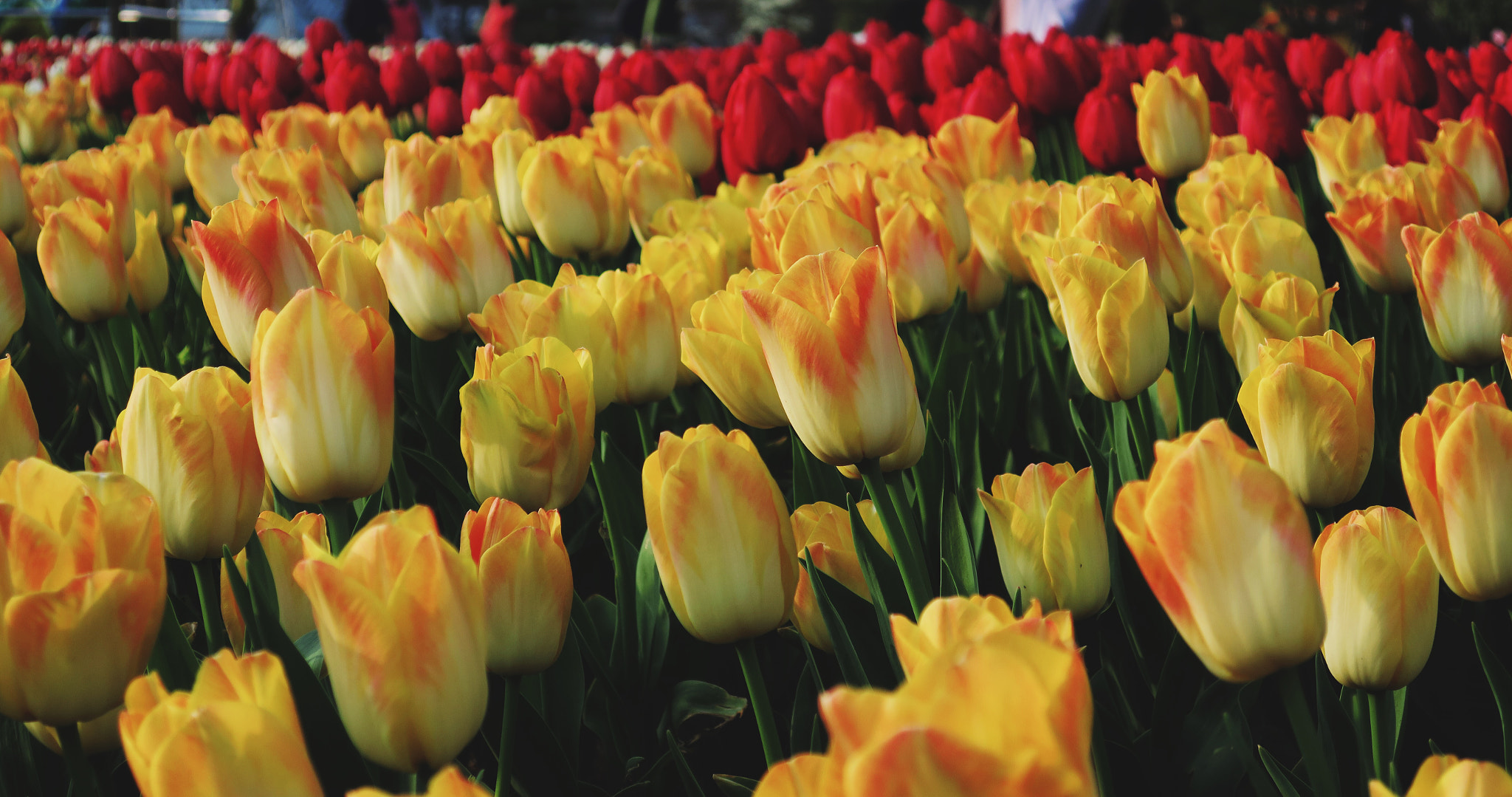 Canon PowerShot G9 X sample photo. Tulips photography