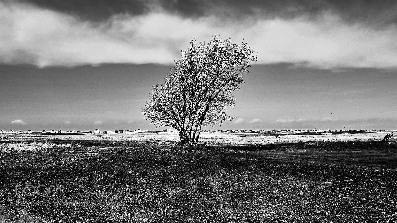 Fujifilm X-Pro1 sample photo. Lonely tree photography