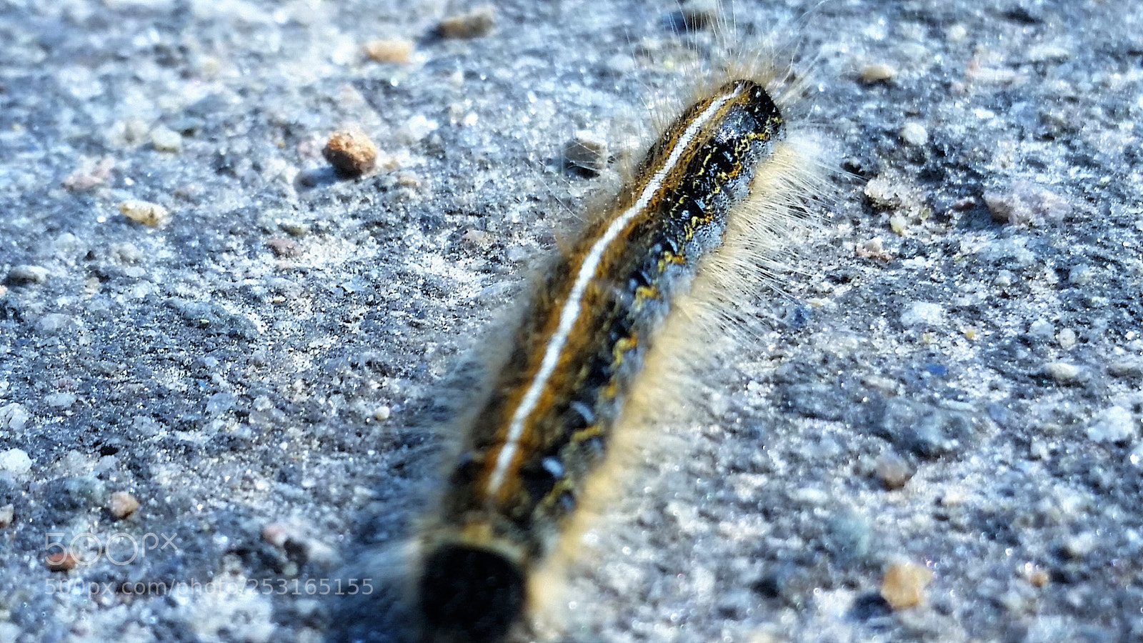 Samsung Galaxy S5 sample photo. Little monster photography