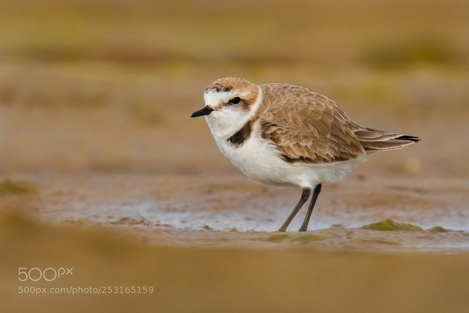 Canon EOS 7D Mark II sample photo. Kentish plover (charadrius alexandrinus) photography